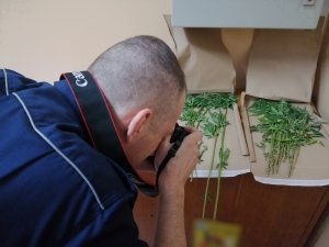 Technik podczas czynności przy zabezpieczonych roślinach