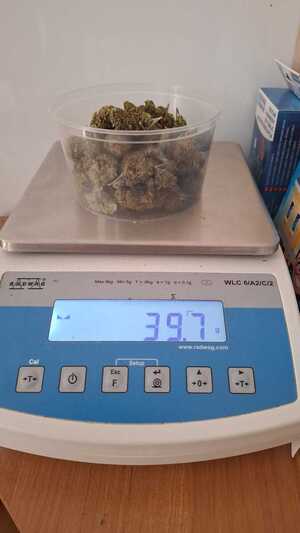 Otwoccy policjanci zabezpieczyli narkotyki, które mogły trafić na ulicę, a podejrzany trafił na 3 miesiące do aresztu