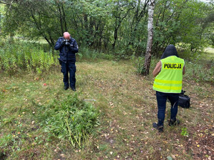 Otwoccy policjanci zabezpieczyli 35 świeżo ściętych krzaków konopi, które miały trafić do uczniów lokalnych szkół podstawowych