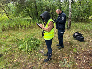 Otwoccy policjanci zabezpieczyli 35 świeżo ściętych krzaków konopi, które miały trafić do uczniów lokalnych szkół podstawowych